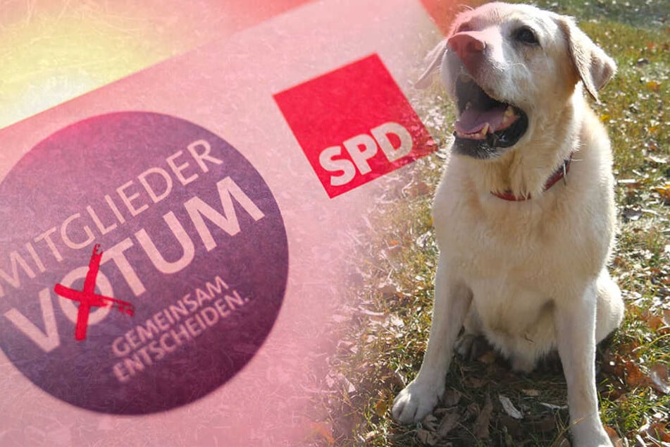 Die Bild-Zeitung ließ eine dreijährige Hündin in die SPD eintreten. (Symbolbild)