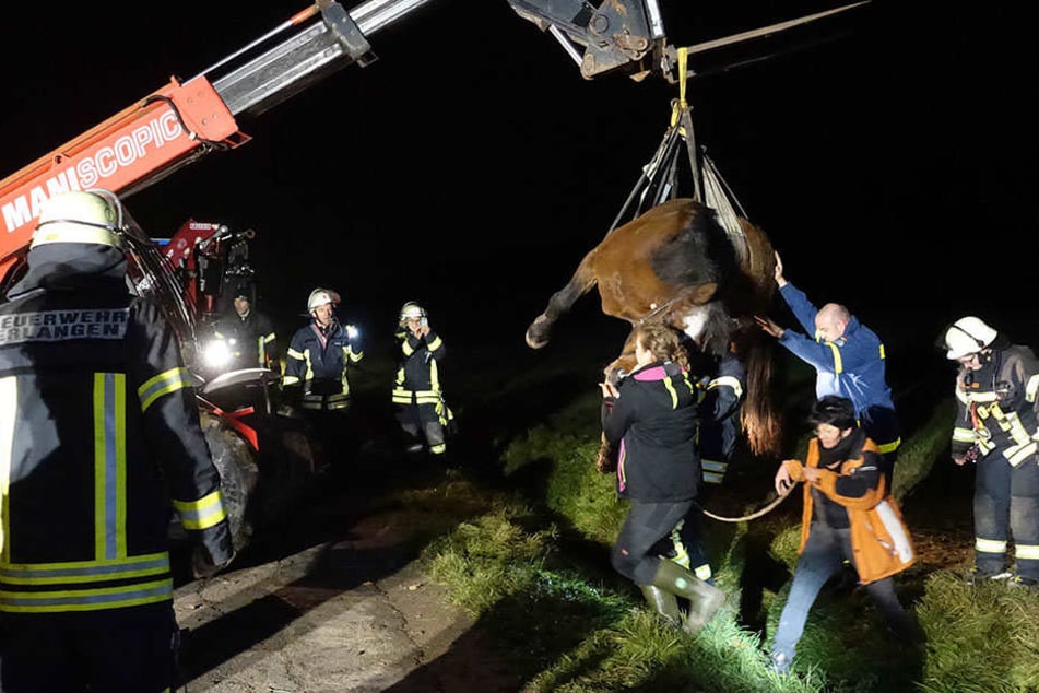 Einsatzkräfte heben "Champ" mit einem Kran aus dem Graben.