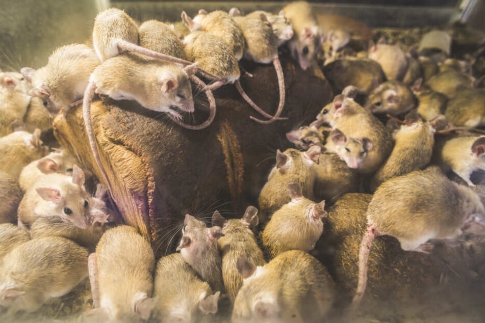 Je besser genährt die Ratten sind, desto mehr Nachwuchs bekommen sie. (Symbolbild)