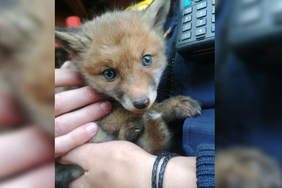 Ein Polizist hält ein gerettetes Fuchsbaby im Arm.