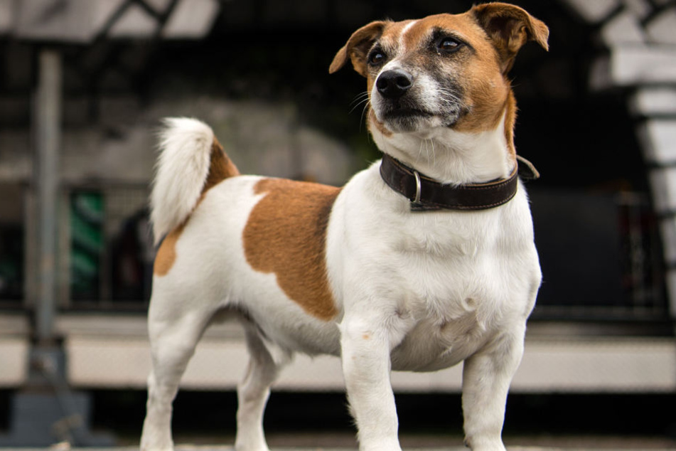 Ein Jack Russell Terrier überlebte die schreckliche Tat. (Symbolbild)