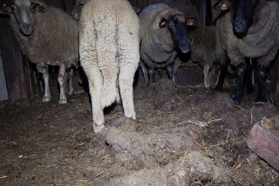Die Schafe standen im eigenen Kot und Urin.