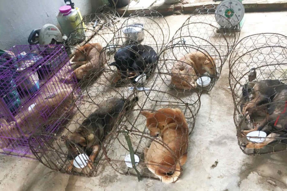 Die Hunde lebten, bevor sie geschlachtet werden sollten, in viel zu engen Käfigen.