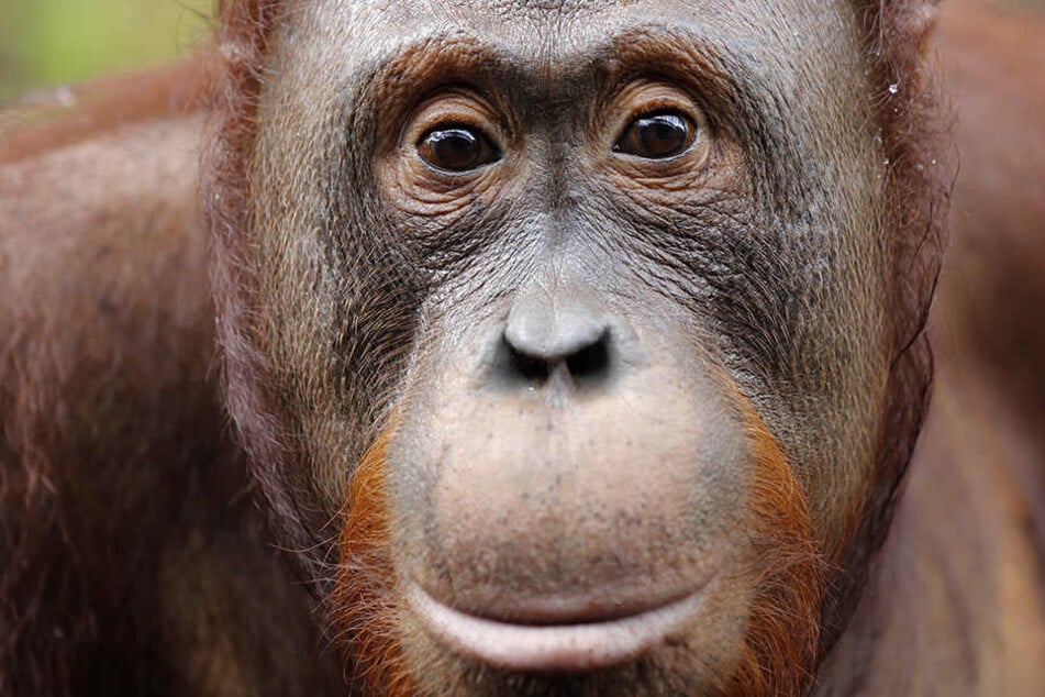 Tierschützer schlagen Alarm. Orang-Utans werden in Indonesien für Sex gejagt.