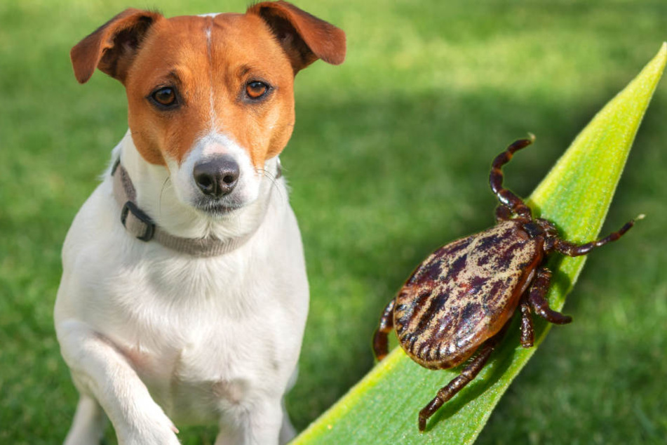 Wenn sich der Hund infiziert, ist schnelles Handeln gefragt. (Symbolbild)