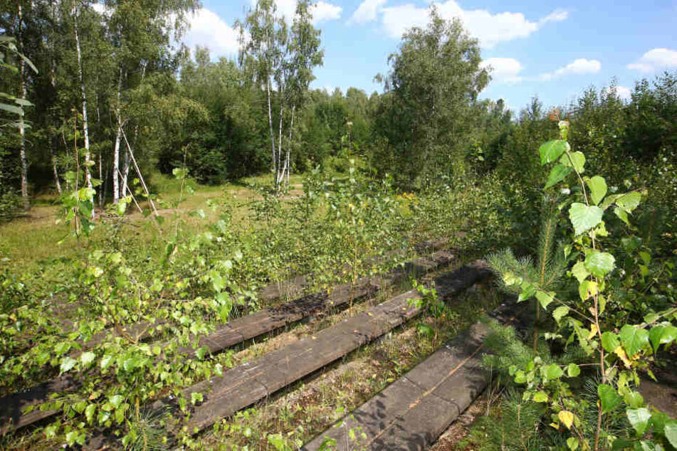 Aktueller Zustand - die Karl-May-Bühne am Stausee Oberwald ist
zugewuchert und verfallen.