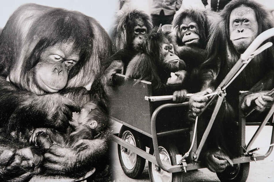 Affenmama Djaka mit ihrem ersten Nachwuchs Djuru. Rechts: 1975 fahren Djudi, Dalima, Djaka und Djambi (v.l.) im Kinderwagen durch den Zoo. (Bildmontage)