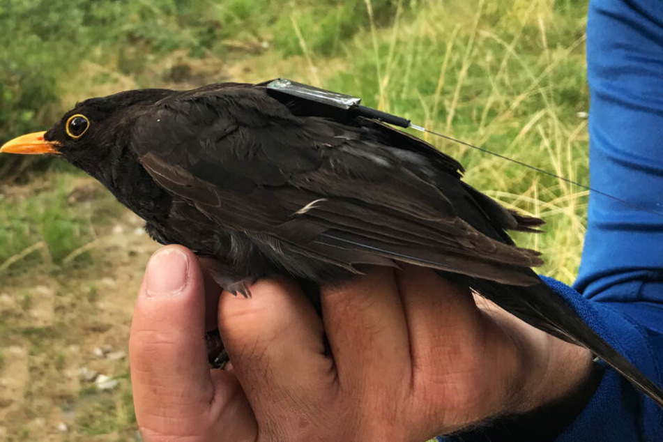 Eine Amsel mit einem Icarus-Sender auf dem Rücken. Das Gerät wiegt weniger als 5 Gramm.