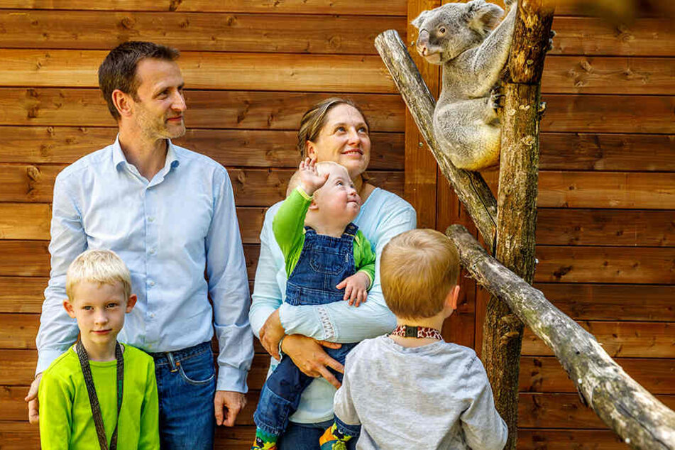 Sie machten die Besucher-Halbe-Million so früh wie nie voll: Eine Exklusiv-Audienz bei den Koalas und eine Jahreskarte gewann Familie Rotsch aus Moritzburg.