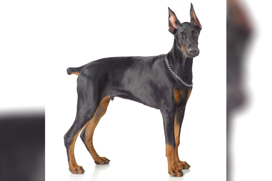 Der Hund gehört der Rasse Dobermann an. (Symbolbild)