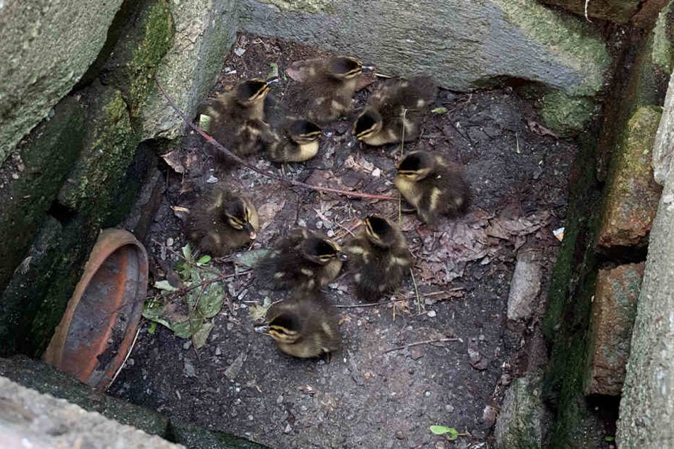 Mehrere Küken waren in einen Gully gefallen und mussten gerettet werden.