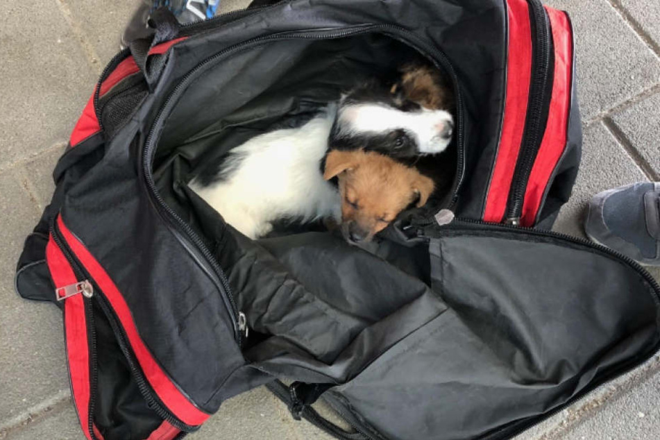 Die Hundewelpen sitzen eingepfercht in der Sporttasche.