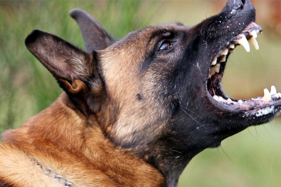 Ein 69 Jahre alter Mann und ein 18-Jähriger wurden von den Hunden gebissen (Symbolbild).