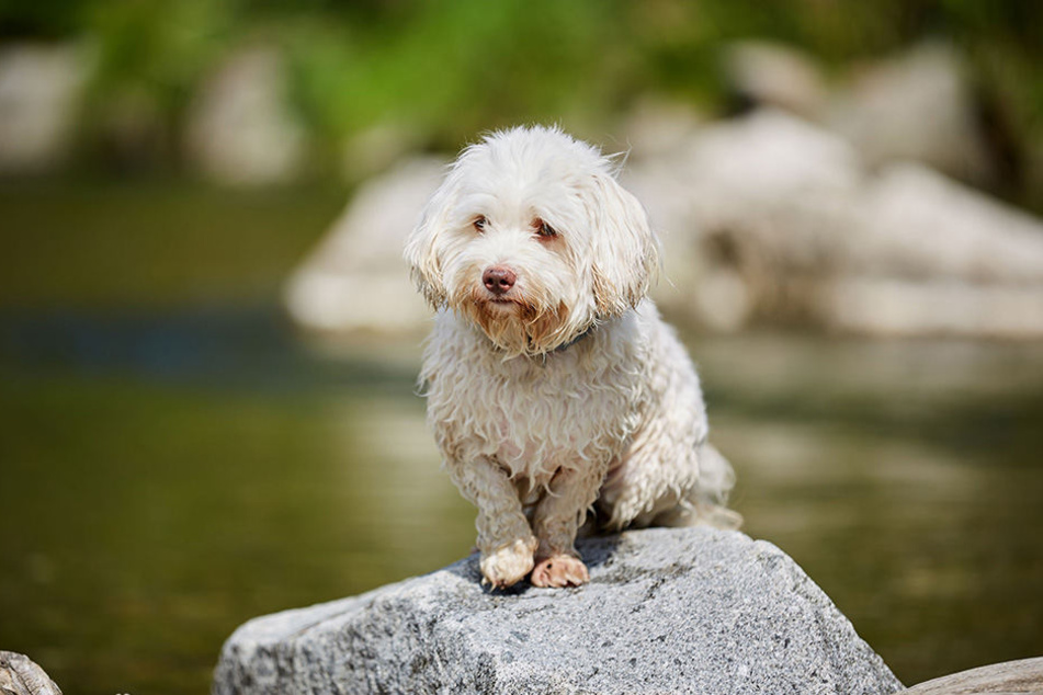 Mit "Zsazsa" geht es wieder bergauf: Der Havanese kann wieder auf eigenen Beinen stehen. (Symbolbild)