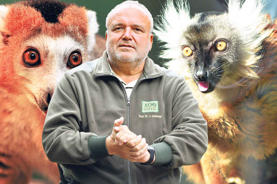 Ist weiter am bauen: Leipzigs Zoo-Chef Dr. Jörg Junhold wird als Nächstes eine Himalaya-Hochgebirgslandschaft für Schneeleoparden und Rote Pandas
eröffnen.