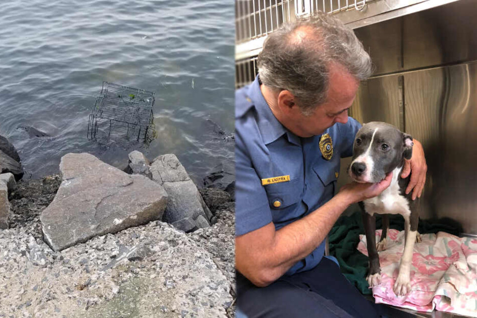 In diesem Käfig sollte der Pitbull sterben, wurde jedoch stattdessen liebevoll umsorgt, nach seiner Rettung.