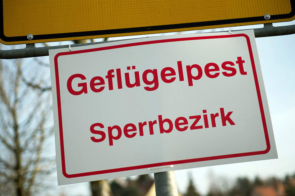 Vorsichtshalber wurden in Paderborn 200.000 Junghennen getötet. (Symbolbild)