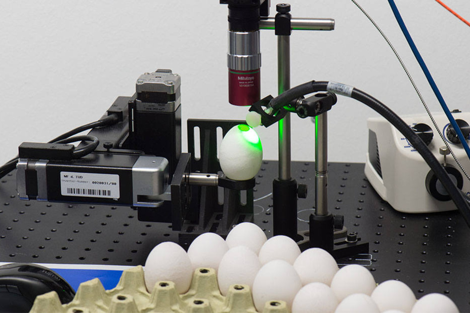 Mit der neuen Technik kann die Massentötung männlicher Küken zu fast 100 Prozent verhindert werden.