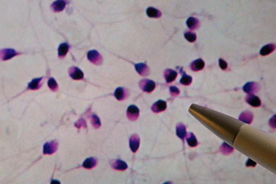 Davon sind man immer weniger bei westlichen Männern: Spermien.