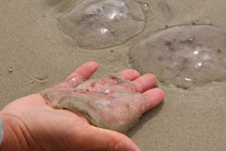 Die Quallen am Strand von Wangerooge sind harmlos.