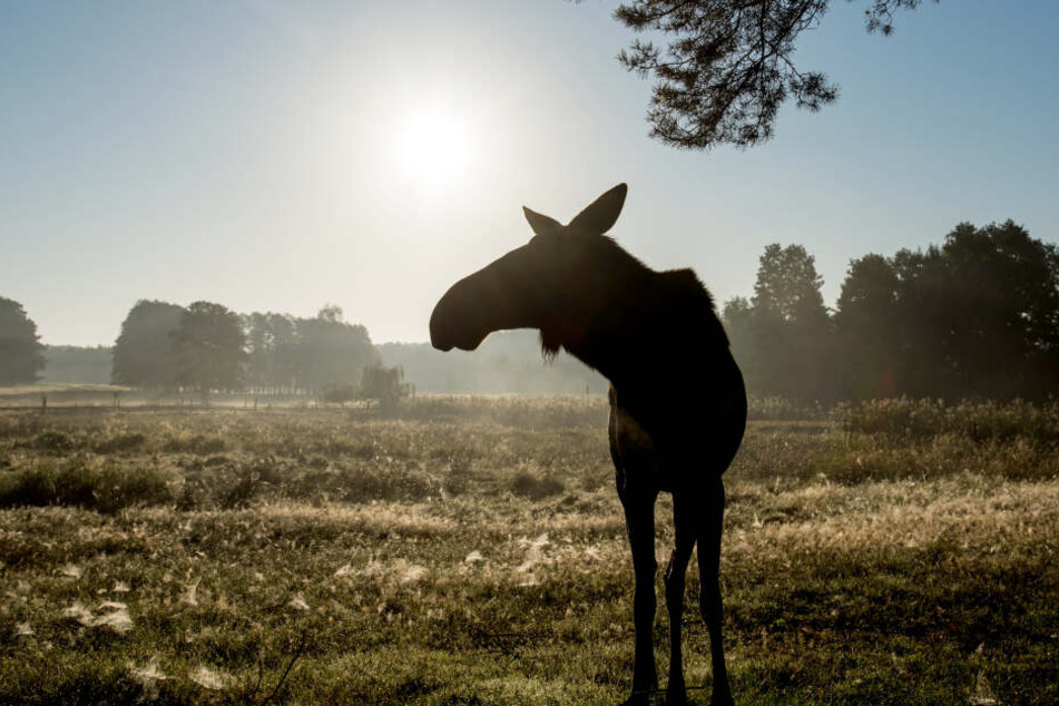 Die "Chronic Wasting Disease" wird als "Zombie-Krankheit", da es sich oft um ein langsames Siechtum handelt.