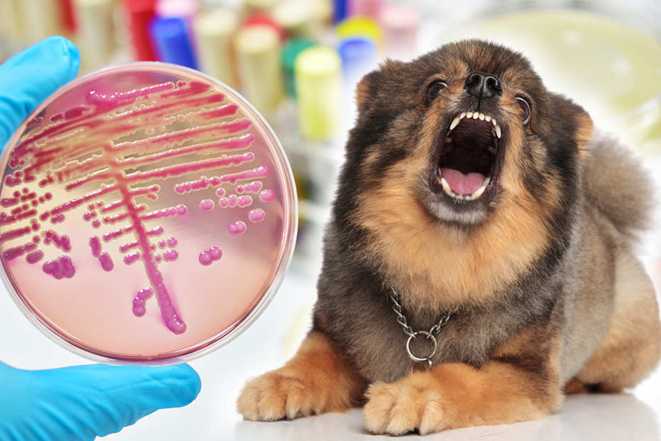Der Speichel von Hunden enthält Bakterien, die gefährliche Infektionen auslösen können.