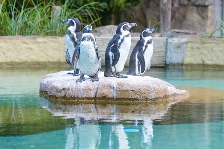 Die Pinguine im Dresdner Zoo scheinen mit einem Fluch belegt zu sein.
