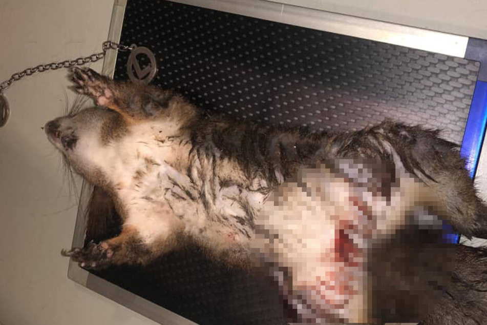 Das Eichhörnchen überlebte die Schussverletzung nicht.