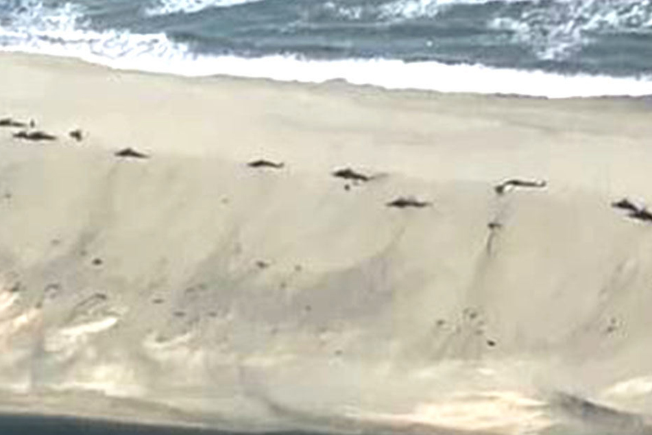 Mehr als drei Dutzend Wale strandeten in Neuseeland.
