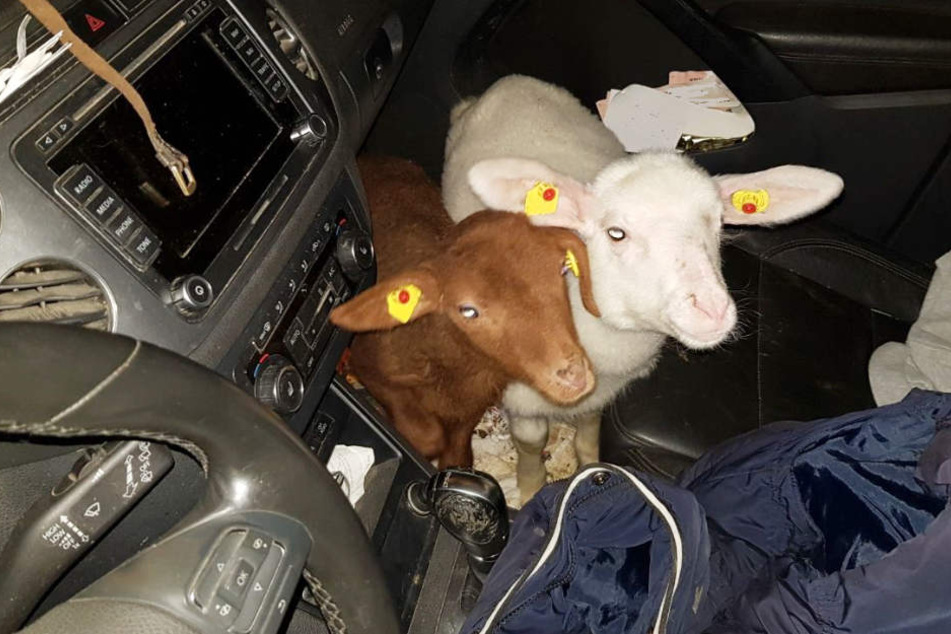 Zwei der Lämmer waren im Fußraum des Beifahrer-Sitzes untergebracht.