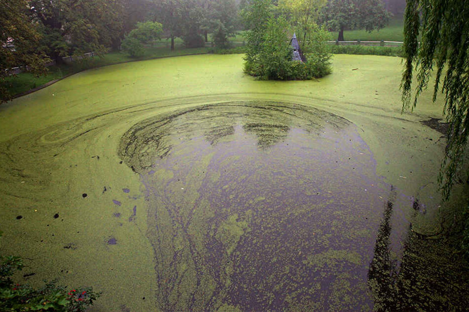 Ein Unbekannter hatte den Jungen in den Teich geschubst. (Symbolbild)