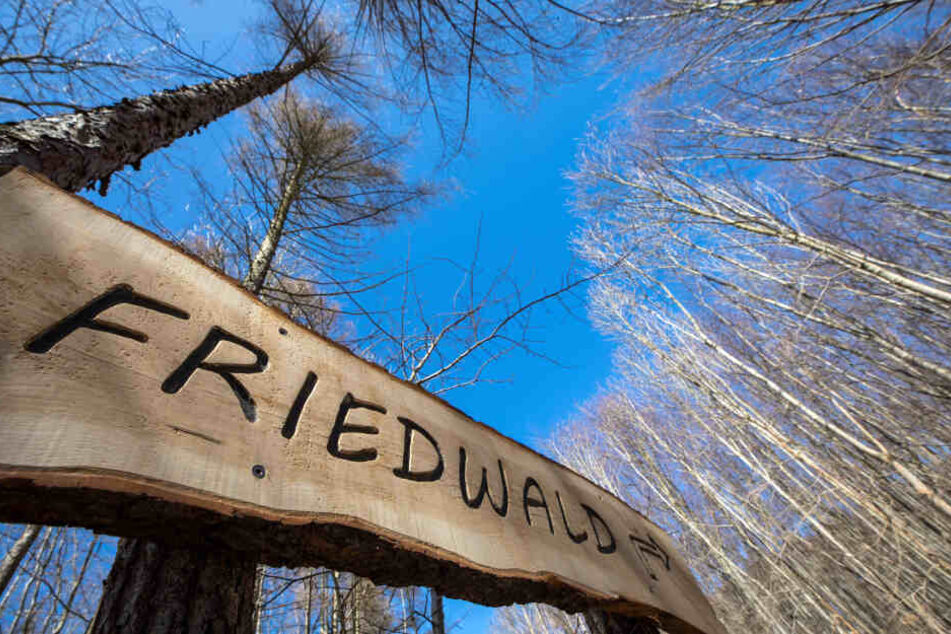 In Thüringen gibt es bislang zwei Waldfriedhöfe.