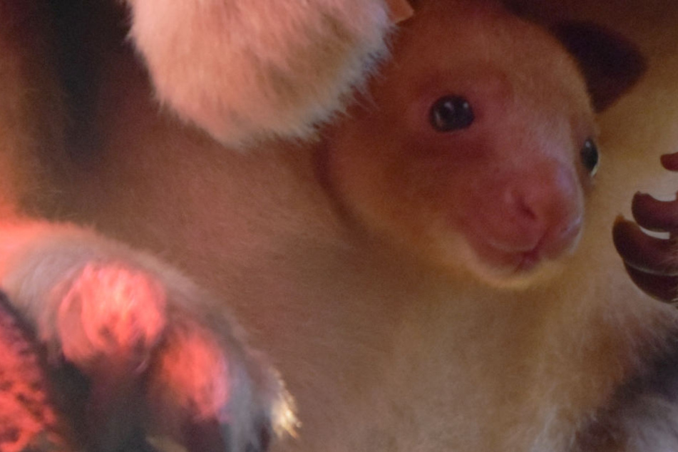 Das Baumkänguru-Baby fühlt sich in Mamas Beutel pudelwohl.
