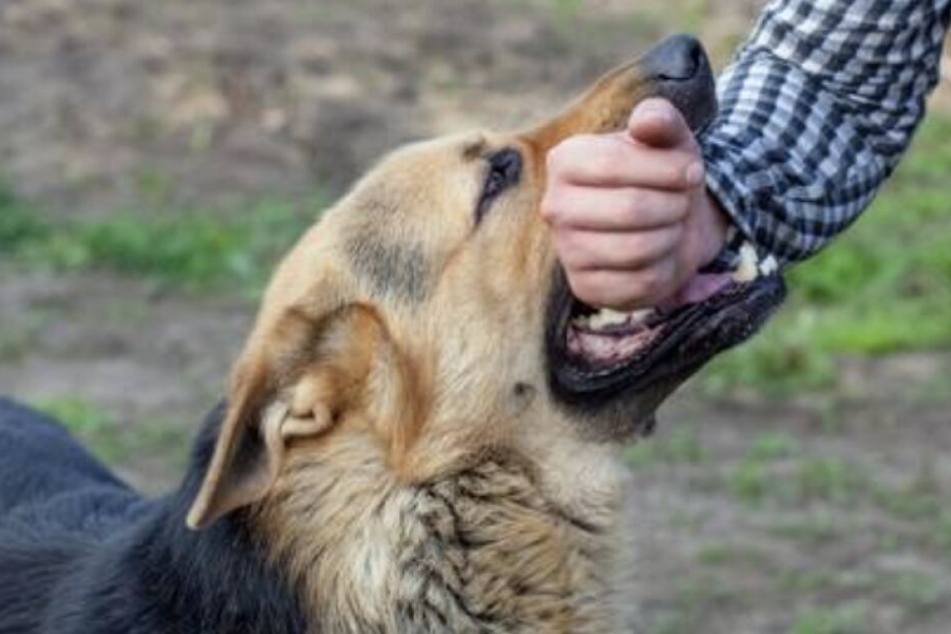 Zweimal biss der Kaukasische Hütehund zu. (Symbolbild)
