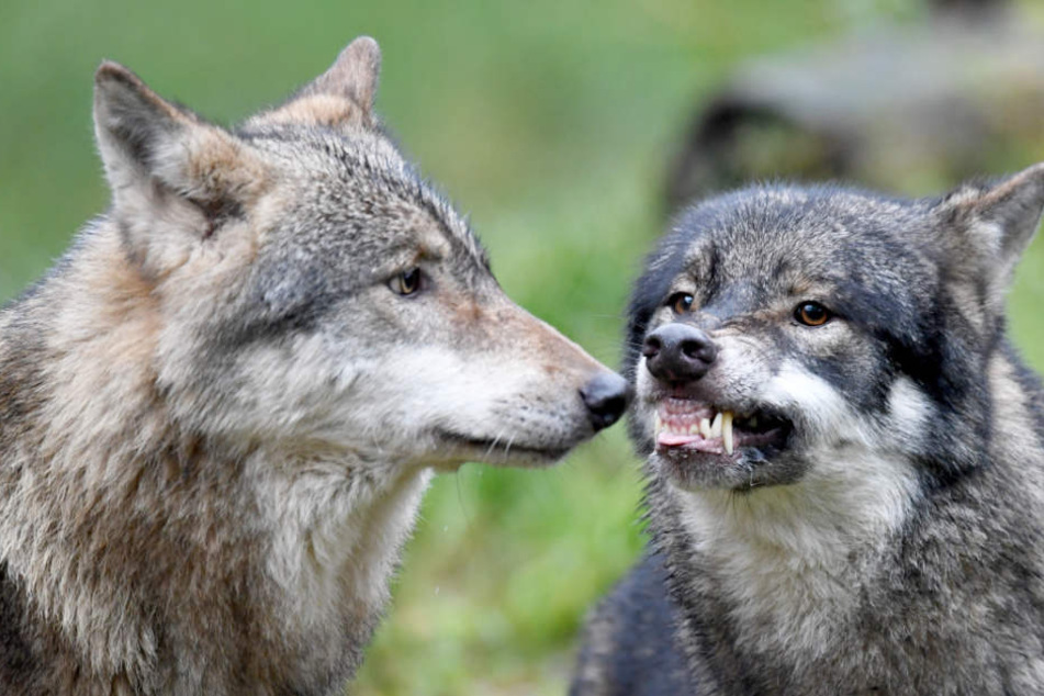 Wölfe reißen immer mehr Nutztiere in Niedersachsen.