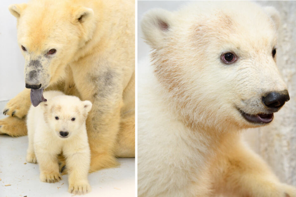 Berlins kleine Eisbärin soll am kommendem Samstag das erste Mal für Besucher im Tierpark zu sehen sein. (Bildmontage)