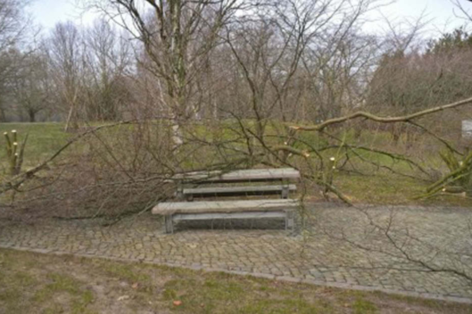 So sieht es derzeit in den Gärten der Welt aus: Mehrere Kirschbäume wurden zerstört.