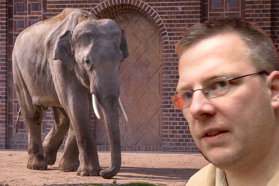 Wurde von einer Elefantendame verletzt: Der aus "Elefant, Tiger & Co." bekannte Chefpfleger Robert Stehr musste ins Krankenhaus.