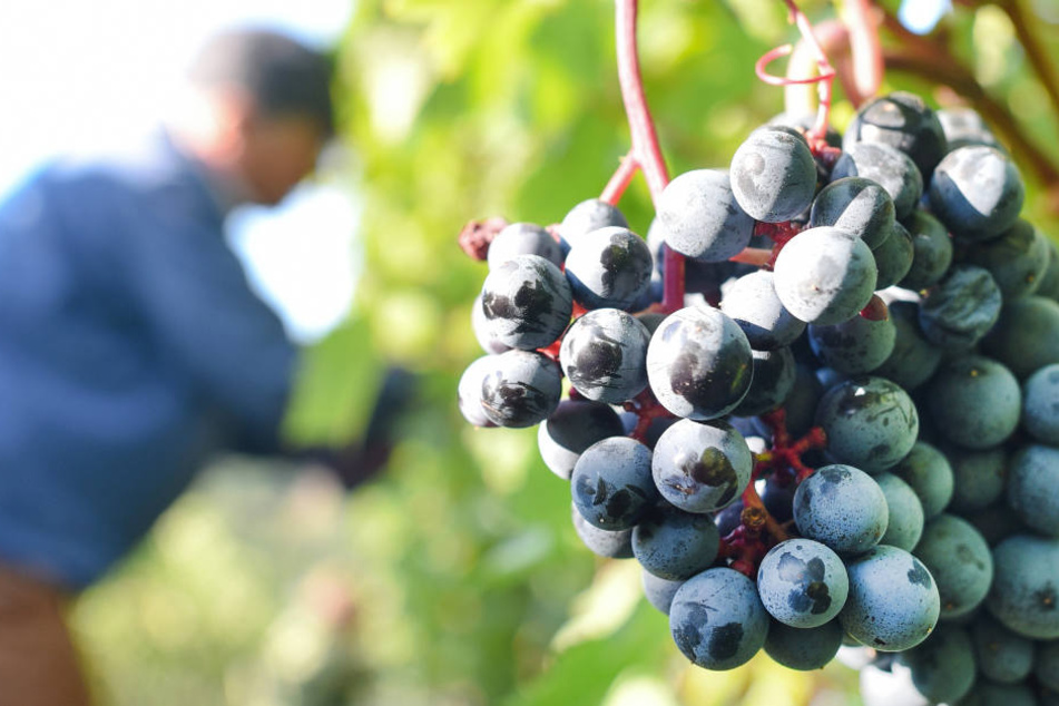 Die Weinlese beginnt in Hessen vielerorts voraussichtlich schon im August (Archivbild).