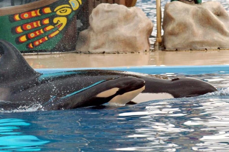 Ein Baby-Orca schwimmt kurz nach seiner Geburt neben seiner Mutter Kasatka am 21.12.2004 im Becken des Erlebnisparks.