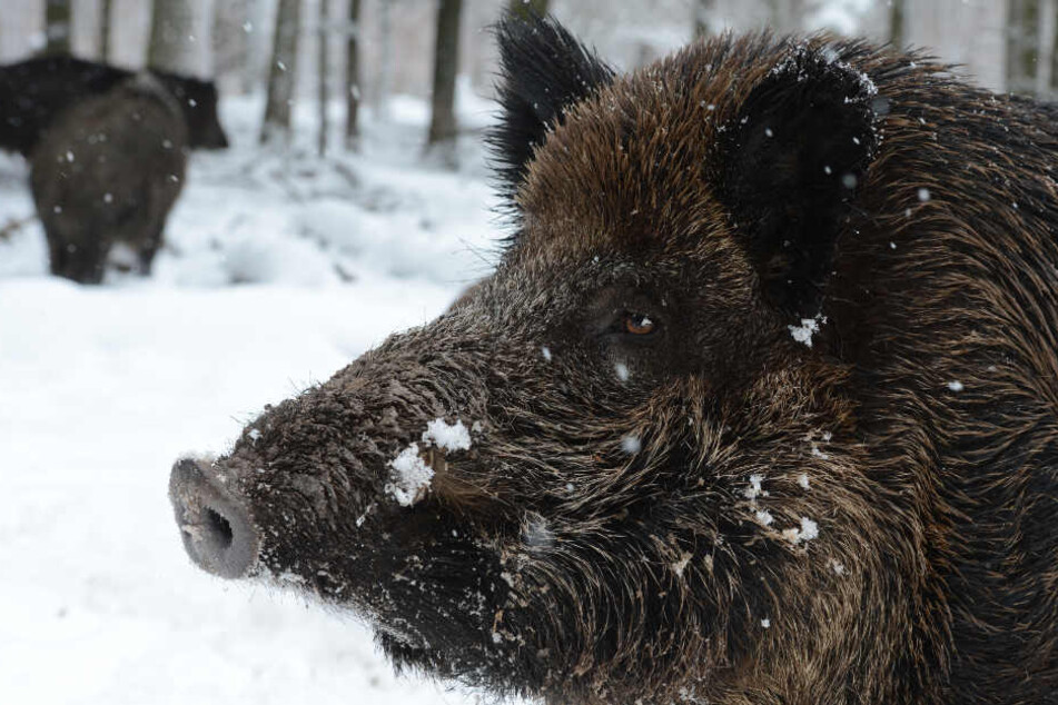 Wildschweine stehen in Stuttgart in einem Wildgehege im Schnee. Droht ihnen bald das Ende? (Archivbild)