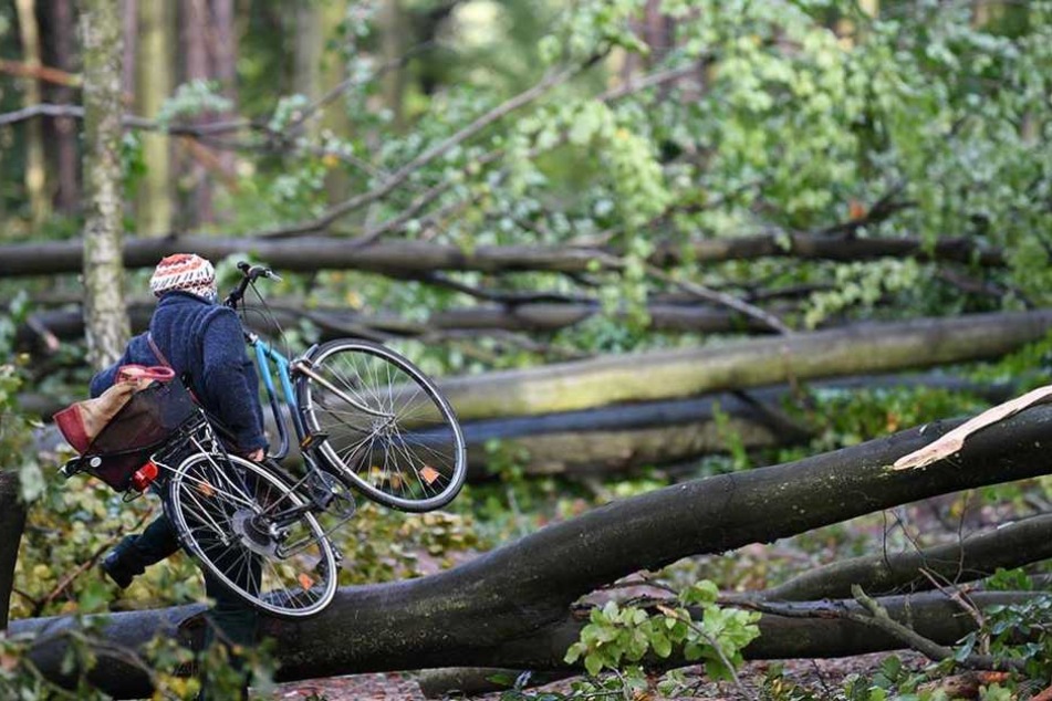 Ein Radfahrer trägt sein Rad über umgestürzte Bäume in einem Wald in Zehlendorf.