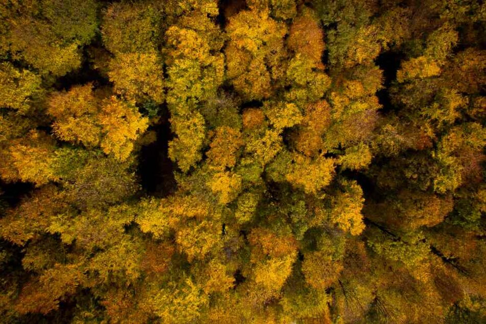 Der Wald in NRW leidet noch unter der Trockenheit des letzten Jahres. (Symbolbild)