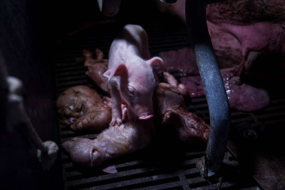 Ein kleines Ferkel läuft in einem Stahl über seine toten und liegen gelassenen Artgenossen.
