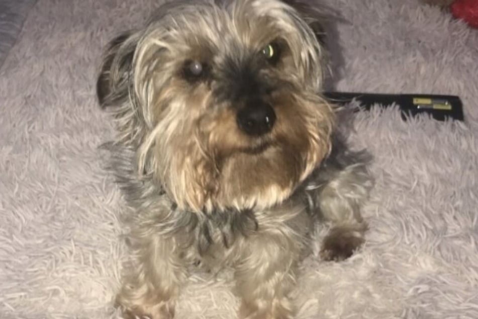 Millie war jahrelang der Familienhund.