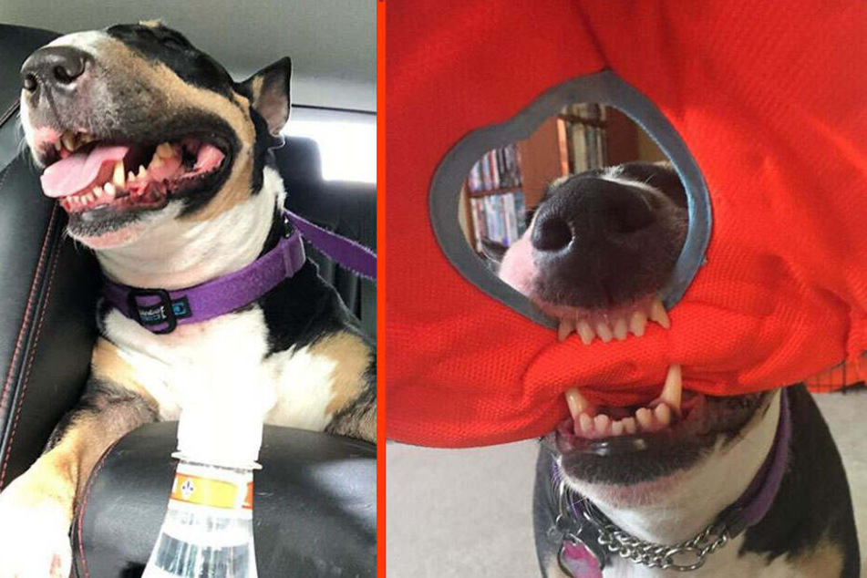 Kann Hund Frankie geholfen werden?