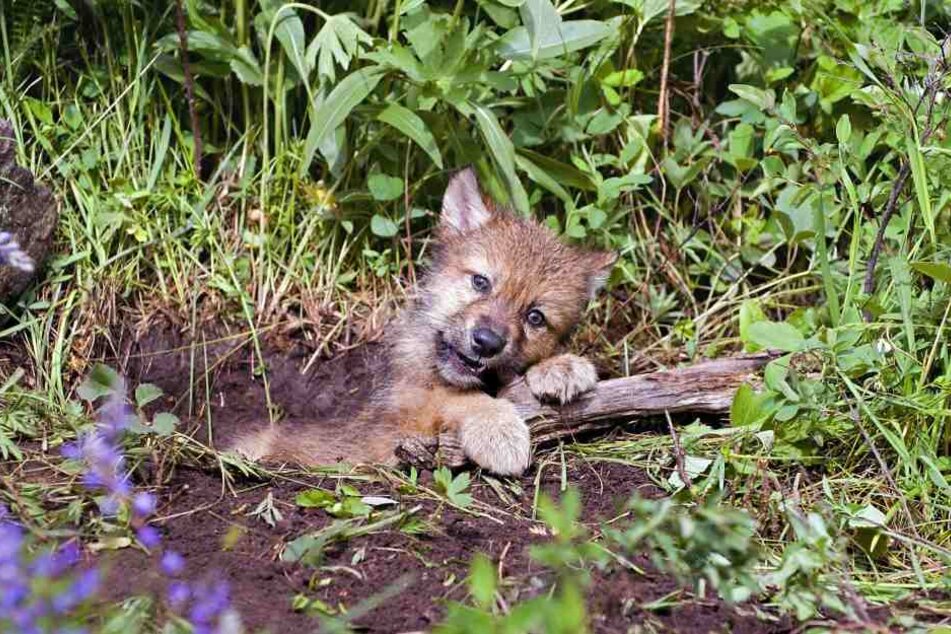 So putzig! In Sachsen steigt
die Wolfspopulation stetig.