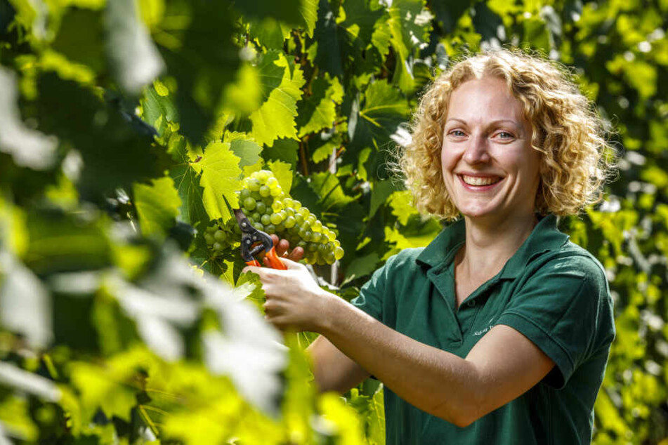 Christiane Spieler (34), stellvertretende Kellermeisterin auf Wackerbarth, hat mit ihren Kollegen bereits jetzt mit der Weinlese begonnen.