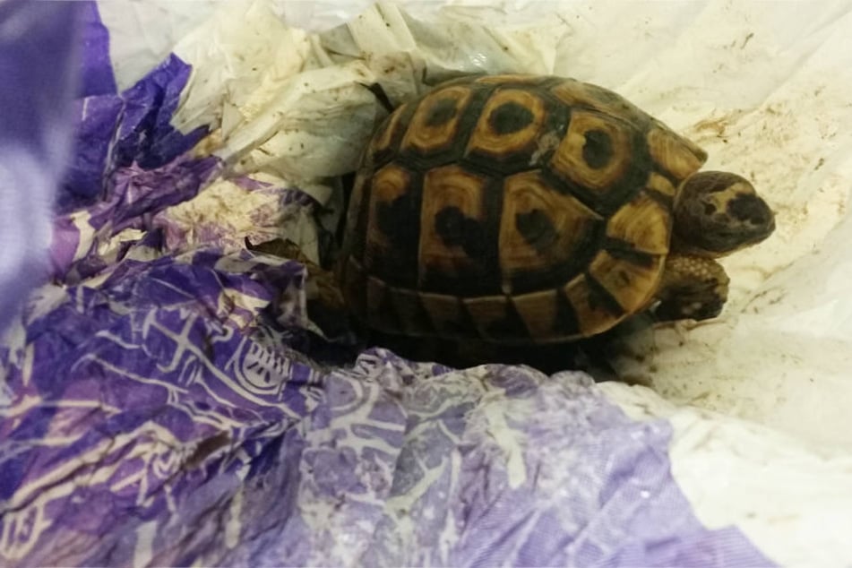 Die Schildkröten wurden von den Beamten aus gefährlichen Plastikhüllen befreit.