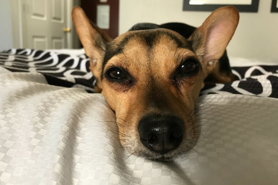 Viele Hunde fühlen sich im Bett ihres Halters pudelwohl.